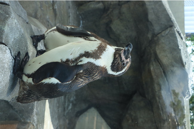 いつもの姿 いつもの姿