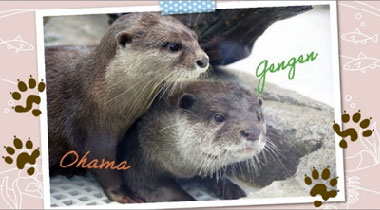 黒糖キャラメル パッケージイメージ:お浜とげんげん 黒糖キャラメル パッケージイメージ:お浜とげんげん