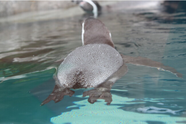 作品名:ぷりけつ、受賞者:kina さん 作品名:ぷりけつ、受賞者:kina さん