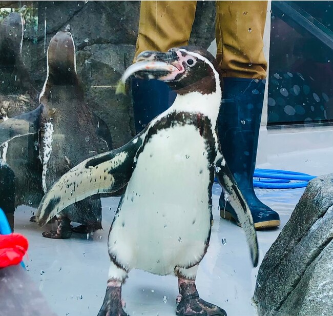 作品名:お食事中、受賞者:杏 さん 作品名:お食事中、受賞者:杏 さん