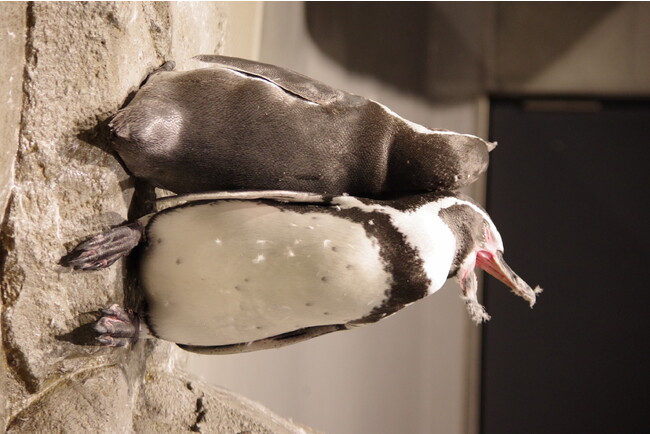 作品名:夜のまったりペンギン、受賞者:ぺちぺちあざらし さん 作品名:夜のまったりペンギン、受賞者:ぺちぺちあざらし さん