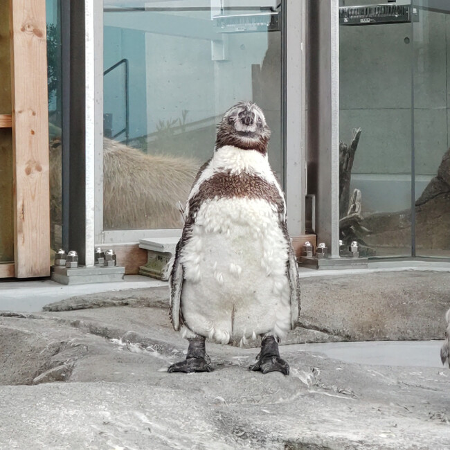 作品名:にっこり、受賞者:mochibutasan さん 作品名:にっこり、受賞者:mochibutasan さん