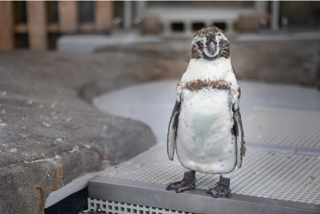 作品名:着ぐるみ?、受賞者:masugarden さん 作品名:着ぐるみ?、受賞者:masugarden さん