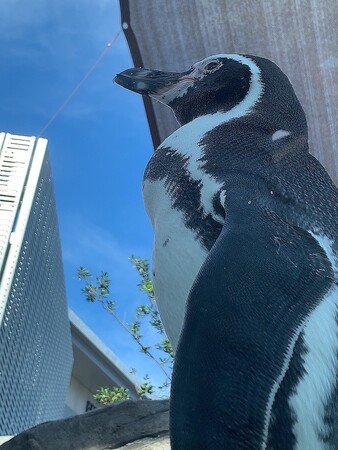 作品名:巨大ペンギン出現!ただちに避難せよ!、受賞者:水族館&動物園大好きっ子ちゃん さん 作品名:巨大ペンギン出現!ただちに避難せよ!、受賞者:水族館&動物園大好きっ子ちゃん さん