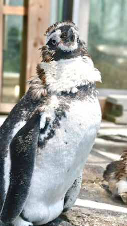 作品名:俺様の胸羽…イケてるだろ…?、受賞者:おにぎり さん 作品名:俺様の胸羽…イケてるだろ…?、受賞者:おにぎり さん