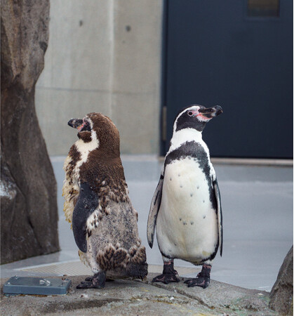 作品名:ビフォーアフター、受賞者:みや さん 作品名:ビフォーアフター、受賞者:みや さん