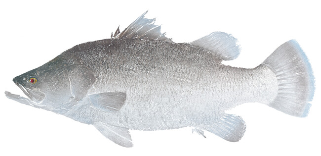 アート魚拓（作者：松永正津、作品名：アカメ）