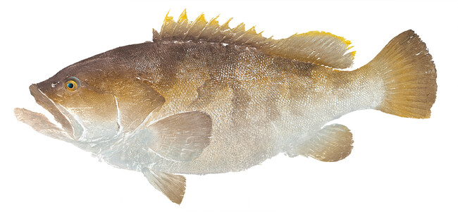 アート魚拓（作者：松永正津、作品名：クエ）