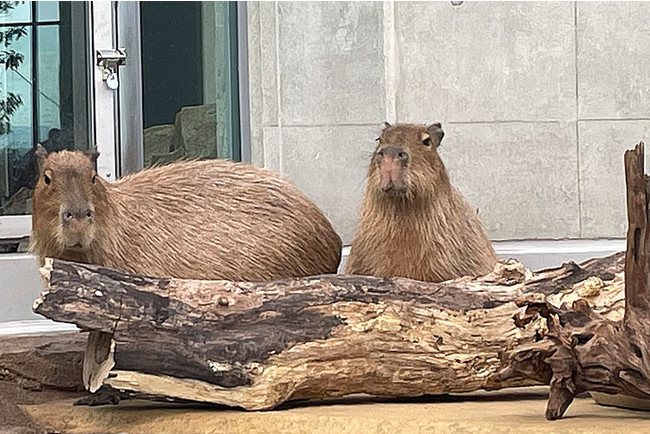 大人気のコツメカワウソやカピパラ、フンボルトペンギンとの出会いに癒される