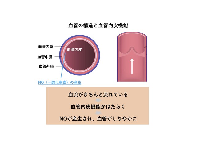 血流の状態が良いことで、血管内皮機能が向上。その結果、NOが増産され血管の若返りにつながる 血流の状態が良いことで、血管内皮機能が向上。その結果、NOが増産され血管の若返りにつながる