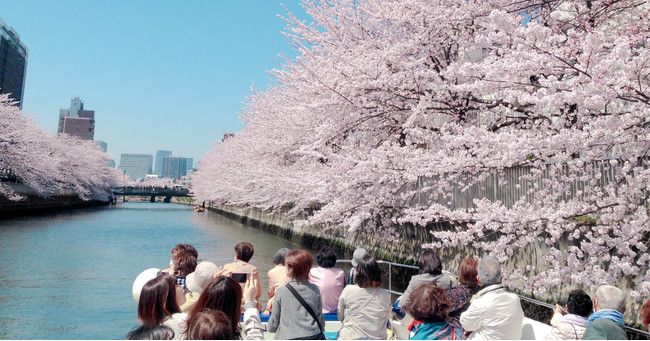 大横川の桜並木