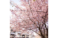 【お天気中継などご取材のご案内】冬に咲く珍しい桜「ヒマラヤザクラ」加古川駅前を彩る冬の代名詞が間もなく満開