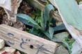 全国で注目されている植物が加古川市でも開花　日岡山公園の「数十年に一度咲く花」リュウゼツランが26年の時を経て開花