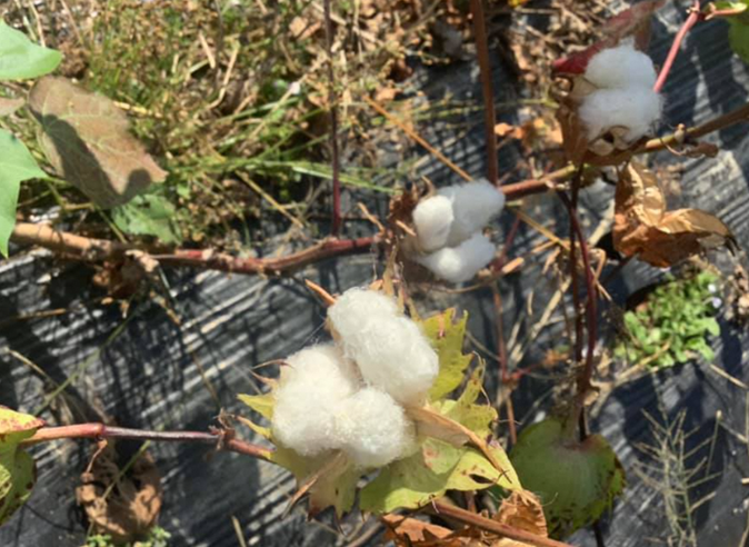 世界で一番透明な糸 を目指す加古川の綿花 秋の風物詩である綿花収穫が間もなく最盛期を迎えます 加古川市のプレスリリース
