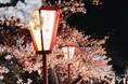 加古川市最大級のお花見エリア約1,000本のソメイヨシノが咲き誇る桜トンネルが幻想的に照らされる「日岡山公園」ぼんぼりライトアップ