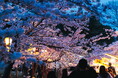 1,000本の桜が紡ぐ、春の幻想夜「日岡山公園」ぼんぼりライトアップが3月20日より開催