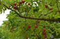 【初夏の風物詩】　物価高だからこそ“心満たされる体験”を。関西最大級の開放感で楽しむ「加古川名産すもも」収穫体験