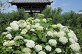 約90種が境内にギュッ！関西屈指のカラフルな“花の寺”雨の日こそ映える！“あじさい開花リレー”は7月上旬ごろまで【加古川・円照寺のあじさいが現在、最高潮の見頃を迎えています】
