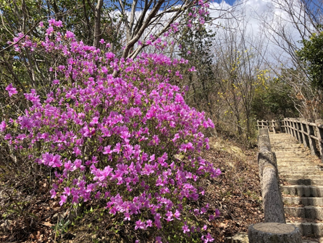 〈高御位山の登山道のコバノミツバツツジ〉 〈高御位山の登山道のコバノミツバツツジ〉