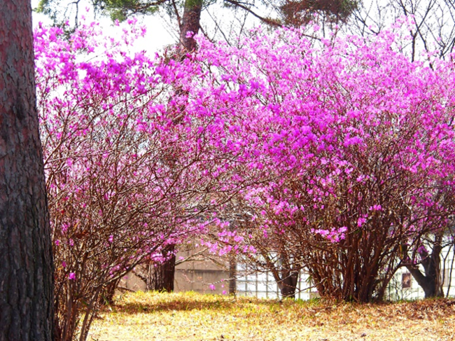 〈昨年の開花時の様子(みとろフルーツパーク)〉 〈昨年の開花時の様子(みとろフルーツパーク)〉
