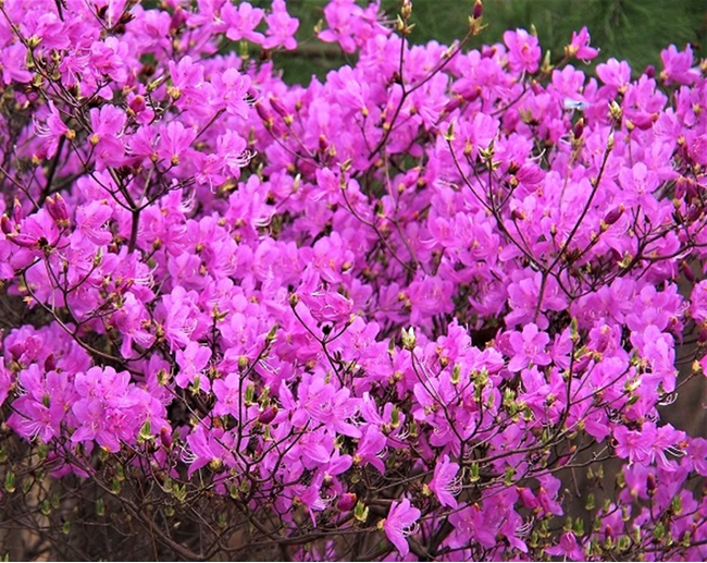 〈昨年の開花時の様子(みとろフルーツパーク)〉 〈昨年の開花時の様子(みとろフルーツパーク)〉