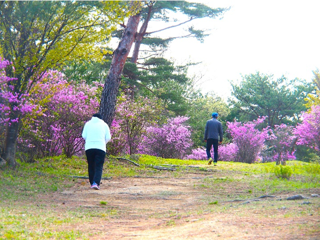 〈昨年の開花時の様子(みとろフルーツパーク)〉 〈昨年の開花時の様子(みとろフルーツパーク)〉