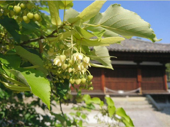 涅槃の樹 沙羅の木 聖徳太子創建 鶴林寺の 沙羅の木 が見頃を迎えます 雨粒に打たれながら咲く沙羅の花 加古川市のプレスリリース