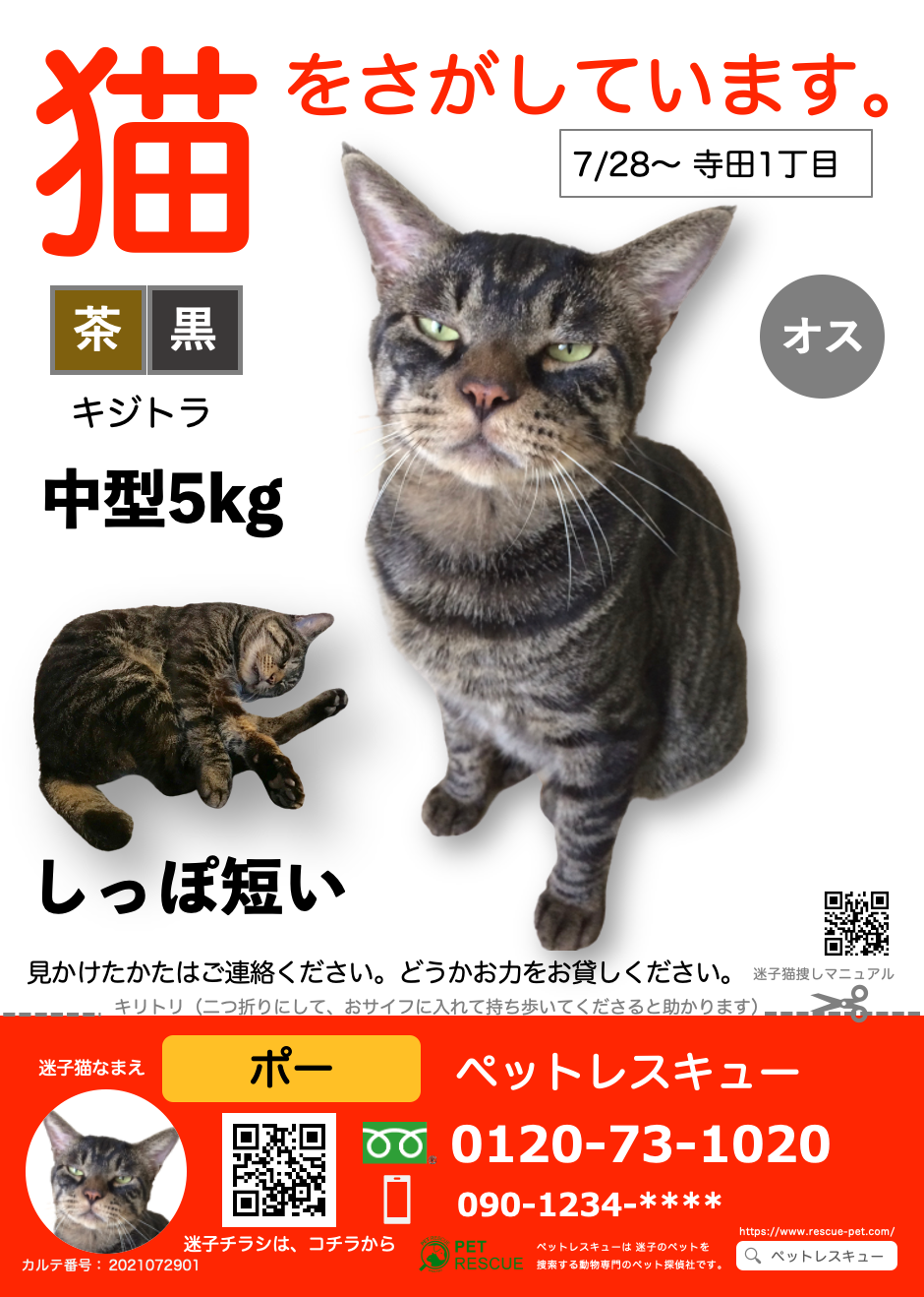 迷子猫の捜索をオンラインで相談できる オンライン迷子猫捜しサポート Pet Rescueのプレスリリース