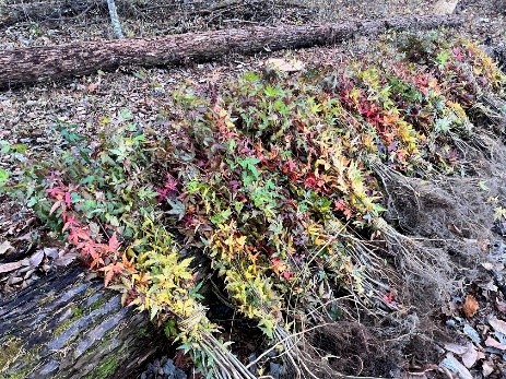 植樹したイロハモミジの苗木