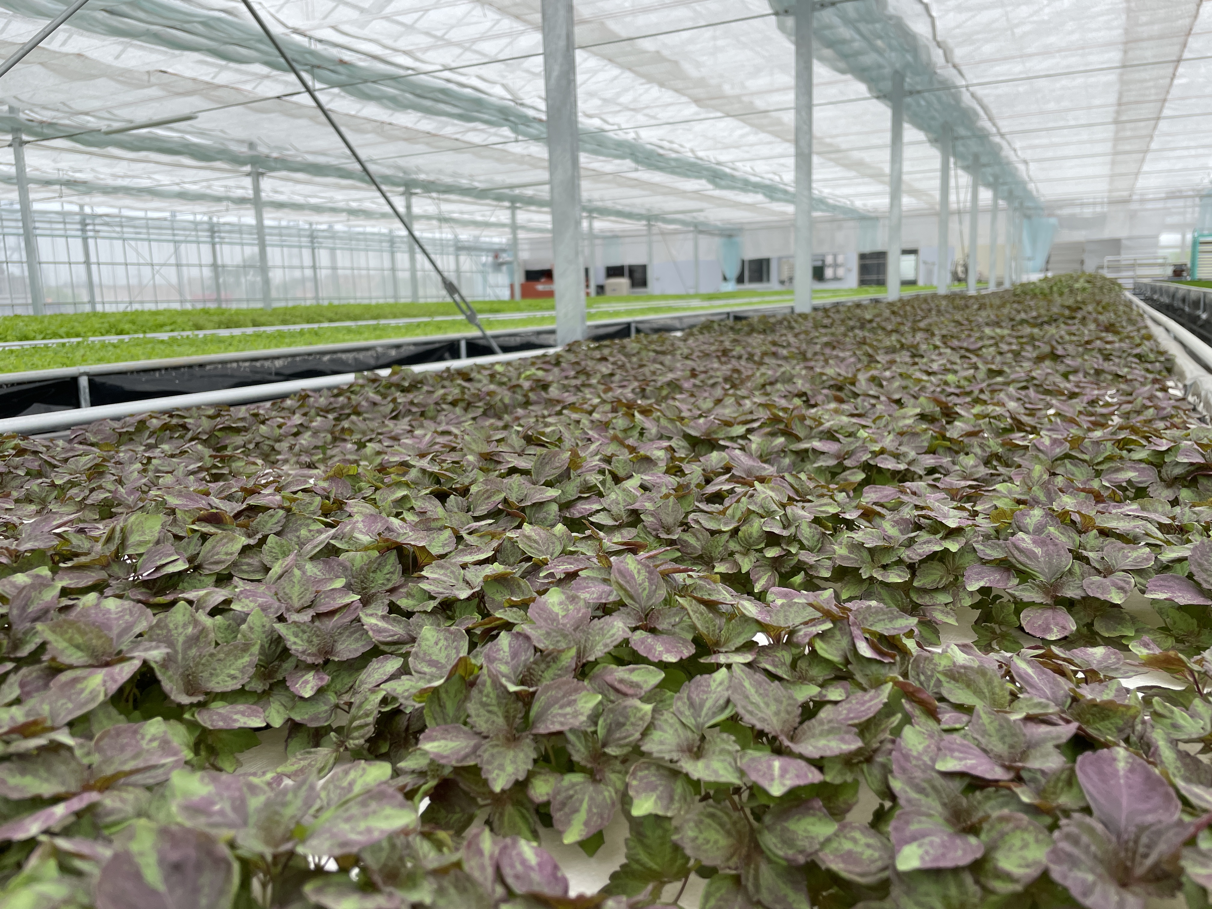 里山式農薬不使用水耕栽培野菜工場ユニットです