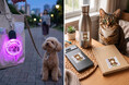 愛犬・愛猫をグッズに！スマホ写真で簡単作成「オリジナルペットシール・キーホルダー」が登場