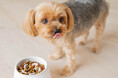 自然な体勢でゆっくり食べられる!愛犬の健康をサポートする凹凸食器。