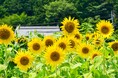 “町家ホテル おやど baison”が4つの新企画をスタート!SNSキャンペーン、和文化体験・夕食提携・特別アメニティ付き宿泊プランを展開
