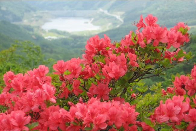 野生のツツジが群生していることで有名な五葉山　山一面に咲き誇るツツジ