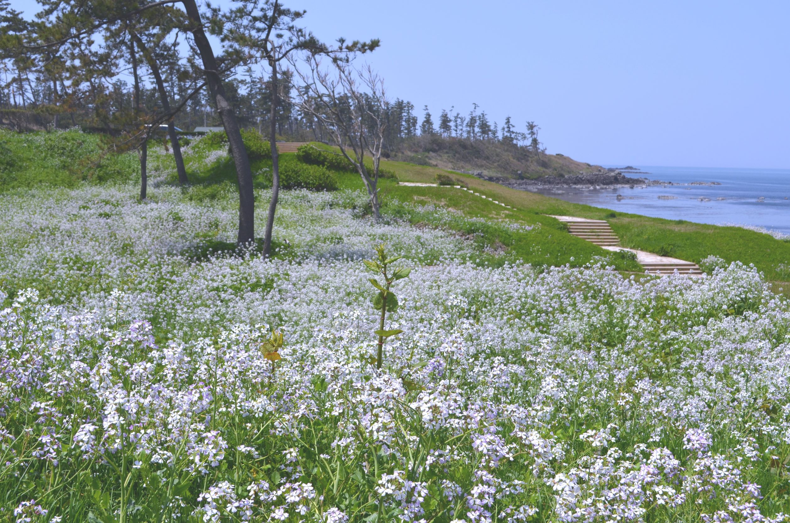 薄紫色の花が咲き誇る初夏の風物詩 福井県 二の浜海岸 にのはまかいがん ではハマダイコンの花が見ごろを迎えます 自然にときめくリゾート 休暇村のプレスリリース