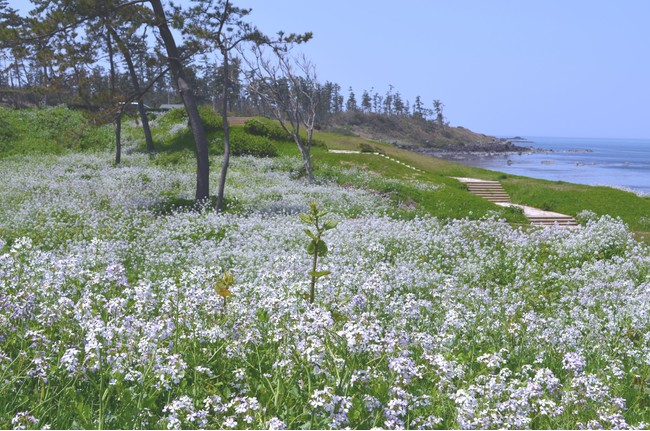 穏やかな初夏の海の青さを際立たせるように、白と薄紫の可愛らしい十字の花を咲かせます