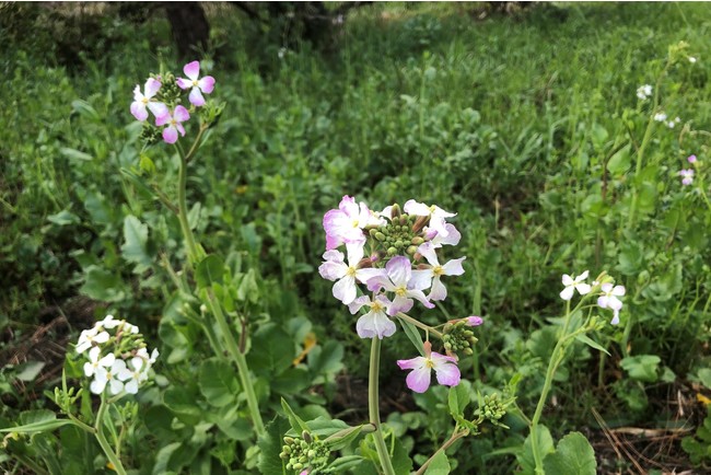 ハマダイコンの花色は薄紫色から白色で、大根の花に似ています