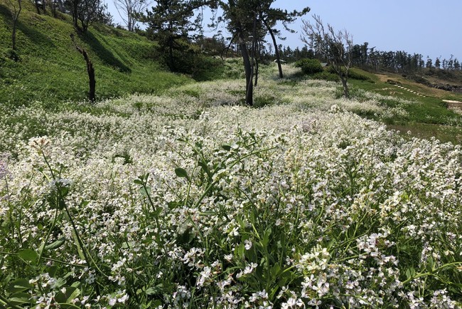４月上旬から咲き始め、GWごろまで楽しめます