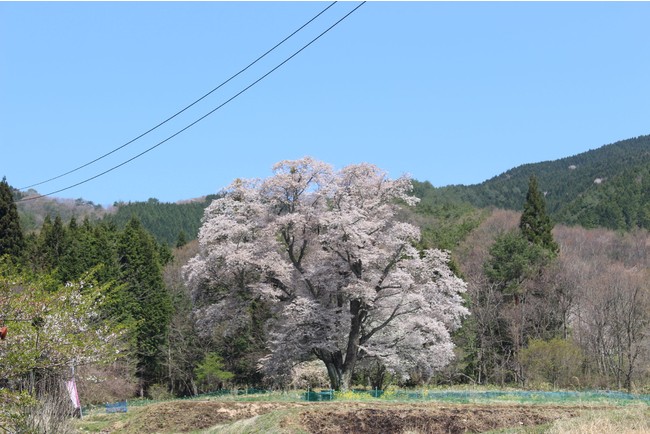 「千鳥別尺（ちどりべっしゃく）のヤマザクラ」県内一の巨樹で広島県天然記念物指定されています