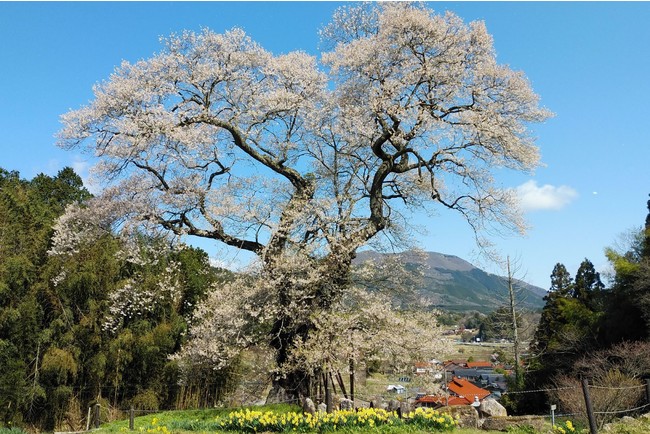 小奴可の要害桜 小奴可の要害桜