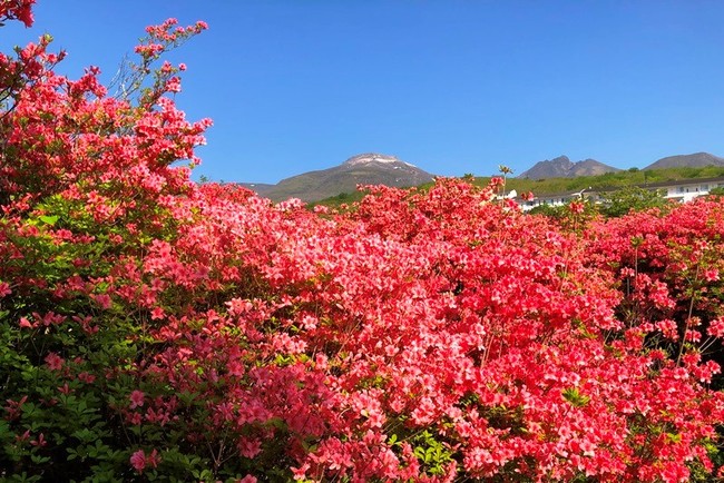 新緑、澄みわたる空と20万本ものつつじの朱色が映える絶景が楽しめます 新緑、澄みわたる空と20万本ものつつじの朱色が映える絶景が楽しめます