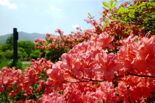 花が筒状になって咲くから「ツツジ」、花が次々に連なり咲くから「続き(つづき)」など、諸説あります 花が筒状になって咲くから「ツツジ」、花が次々に連なり咲くから「続き(つづき)」など、諸説あります
