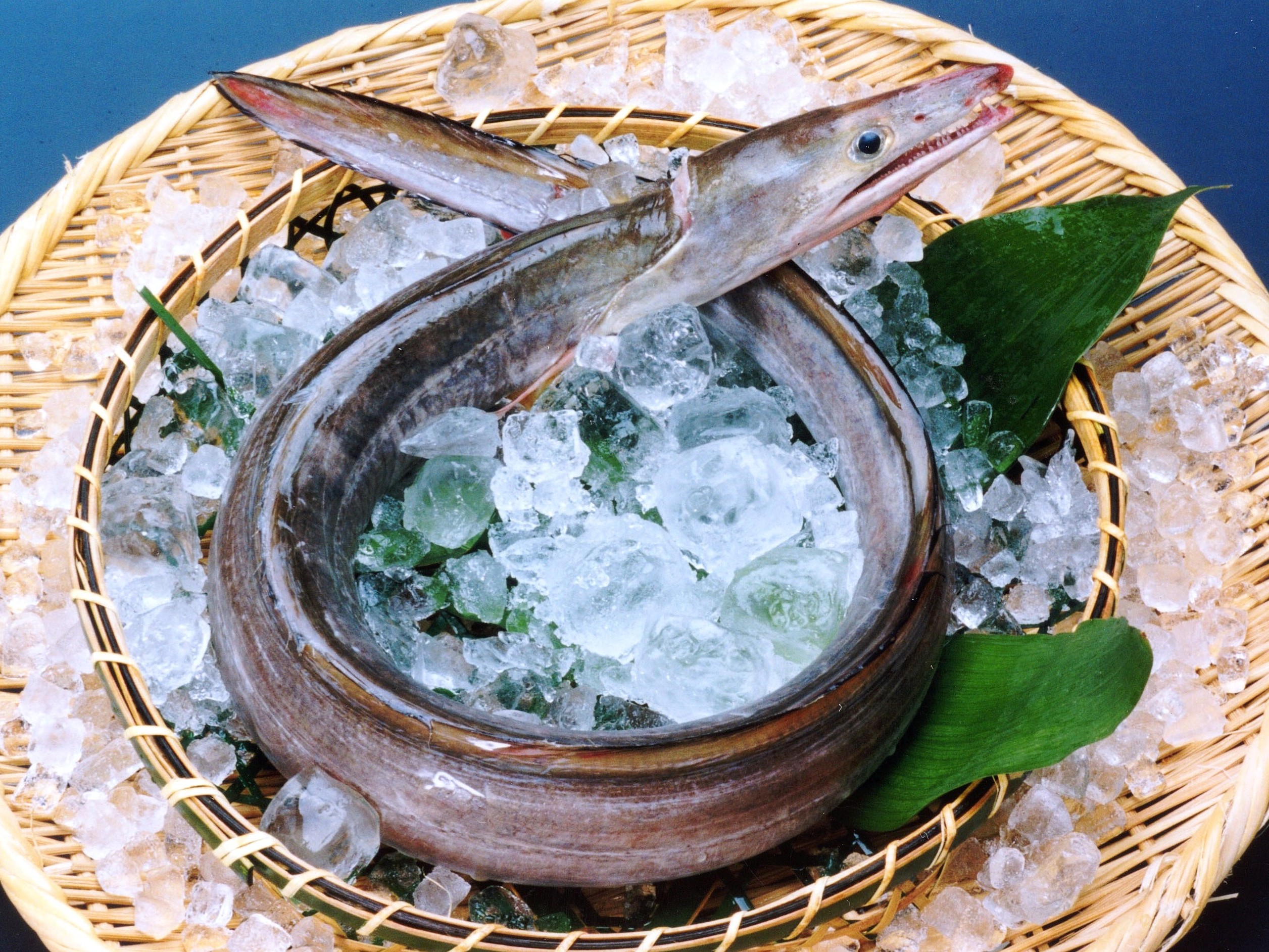 これを食べなきゃ夏じゃない 関西の夏の風物詩 鱧 はも 淡路島のブランド食材 べっぴん鱧 を思う存分フルコースで 休暇村南淡路 淡路島 はも三昧 ５月２１日より提供 自然にときめくリゾート 休暇村のプレスリリース