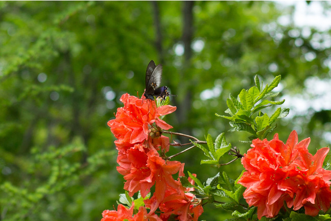 赤いレンゲツツジにはミヤマカラスアゲハもよく訪れます
