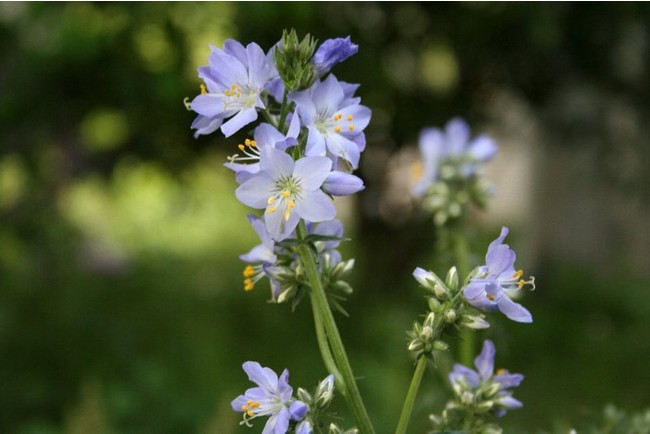 阿蘇にしか自生しない希少な花「ハナシノブ」が見頃！「野の花