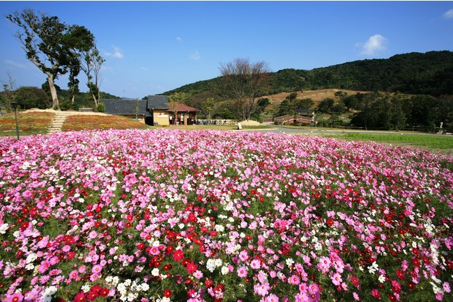 イングランドの丘（淡路ファームパーク）