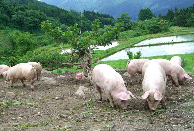 １頭あたり２０坪以上の広大な放牧地