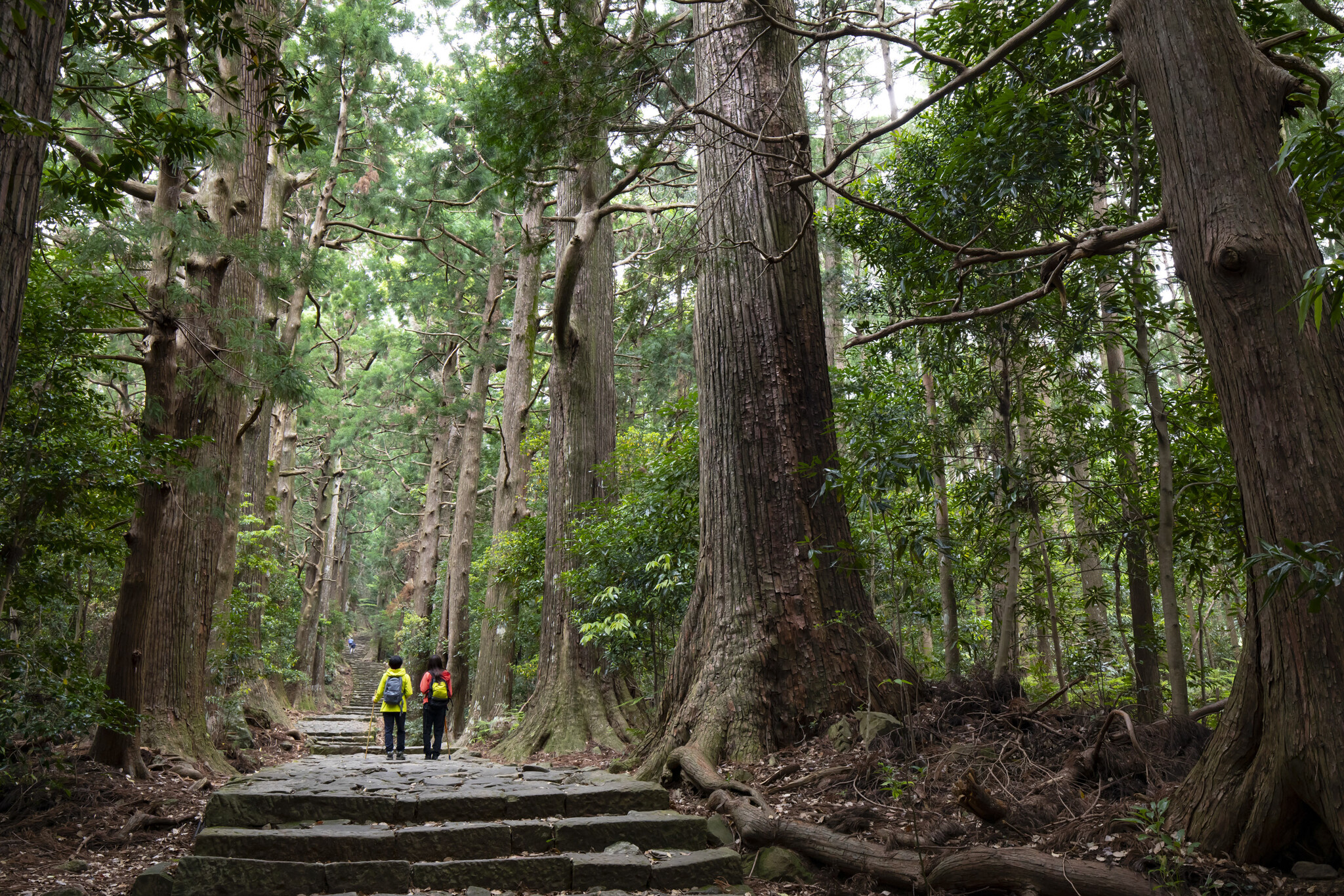 もうすぐ紅葉とさざんかが見頃、世界遺産・熊野古道「大門坂ツアー」 ツアーの後は旬のふぐ鍋と絶景露天風 …
