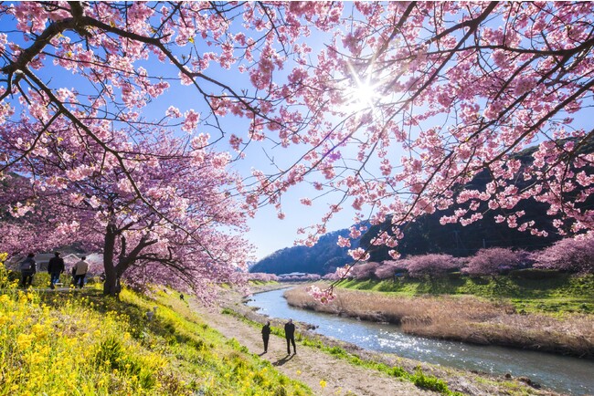 「みなみの桜と菜の花まつり」 「みなみの桜と菜の花まつり」