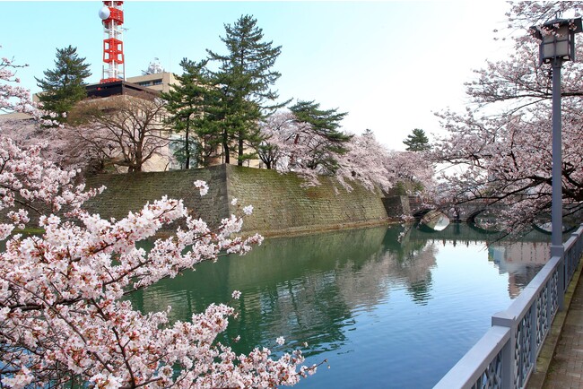 福井城址：内堀の水面に映る桜、桜の花びらが織りなす花筏は圧巻です